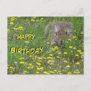 Rabbit in Wildflowers Field Birthday Postcard