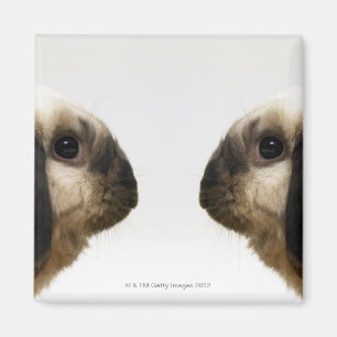 Rabbit looking at rabbit magnet