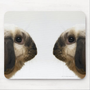 Rabbit looking at rabbit mouse pad