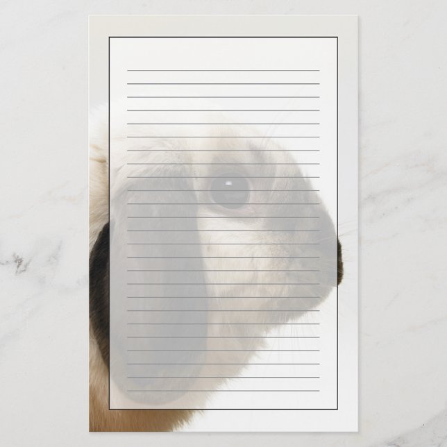 Rabbit looking at rabbit stationery (Front)
