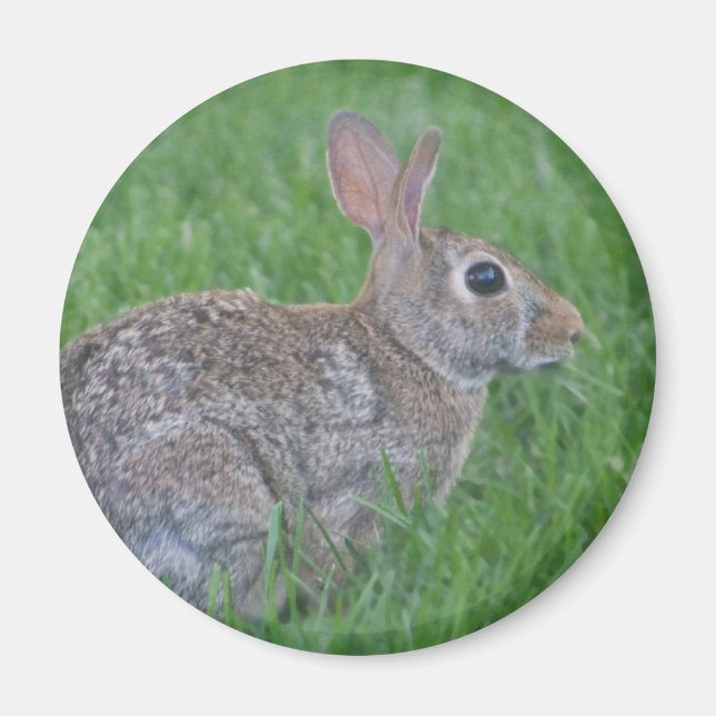 rabbit magnet (Front)