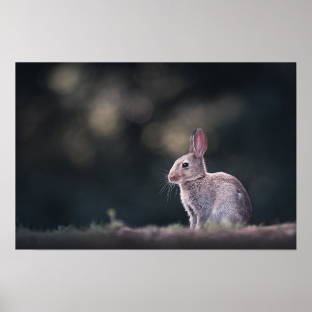 Rabbit Nature Photo Poster (Front)