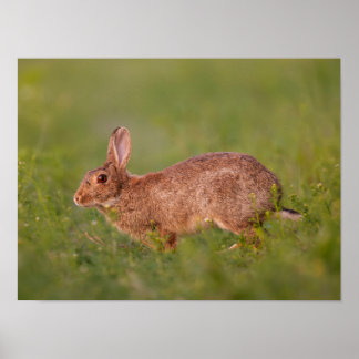 Rabbit on Meadow Poster