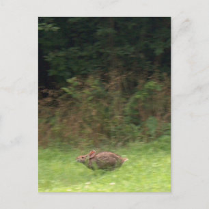 Rabbit on the Run Postcard