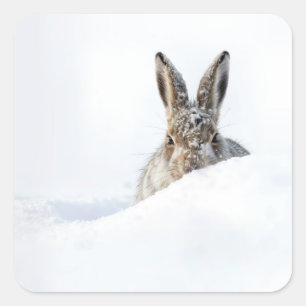 Rabbit Peeking Over a Snowdrift Square Sticker