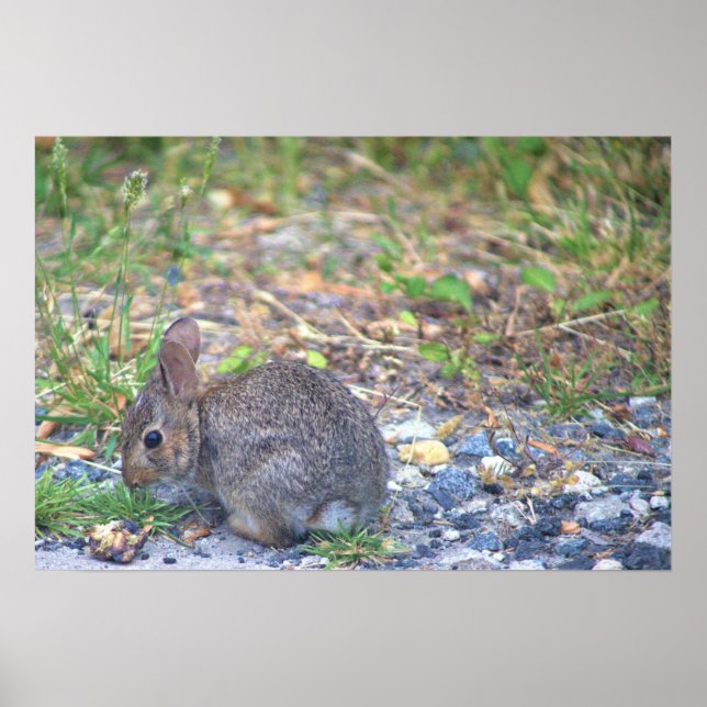Rabbit Photo Poster (Front)