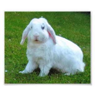 rabbit photo print