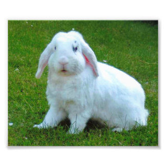rabbit photo print