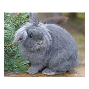 Rabbit Photo Print