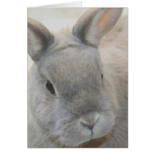 rabbit photographed by Tutti