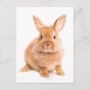 Rabbit Postcard