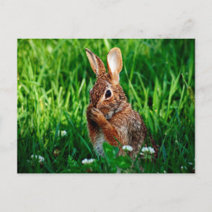Rabbit Postcard