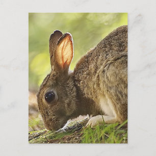 Rabbit Postcard