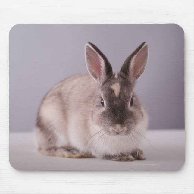 rabbit,simple background,animal,white table, mouse pad (Front)