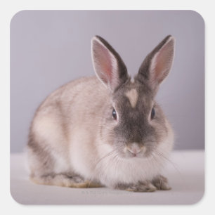rabbit,simple background,animal,white table, square sticker
