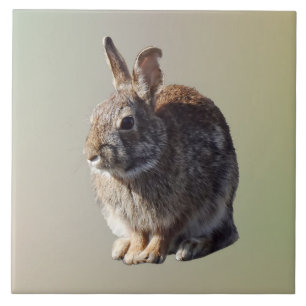 Rabbit Sitting Ceramic Tile