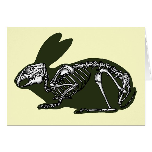 rabbit skeleton (Front Horizontal)