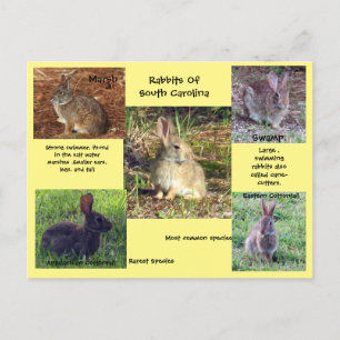 Rabbit species of South Carolina Postcard
