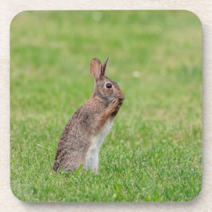 Rabbit standing in the grass and looking shy coaster