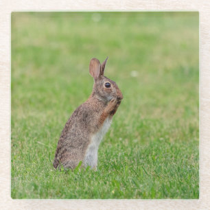 Rabbit standing in the grass and looking shy glass coaster
