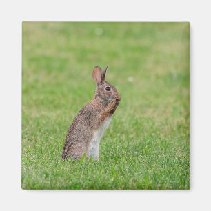 Rabbit standing in the grass and looking shy magnet