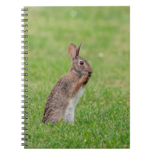 Rabbit standing in the grass and looking shy notebook