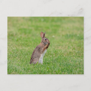 Rabbit standing in the grass and looking shy postcard