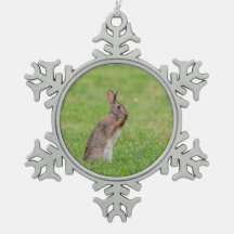 Rabbit standing in the grass and looking shy