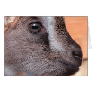 Rabbit The Goat