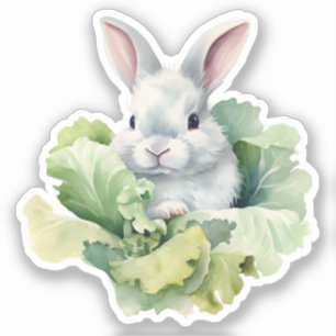 Rabbit with Cabbage