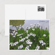 Rabbitear Iris