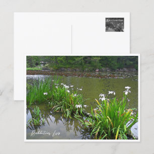 Rabbitear Iris Postcard