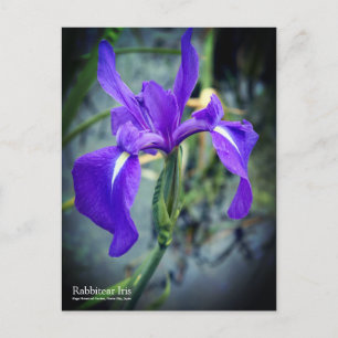 Rabbitear Iris：Postcard Postcard