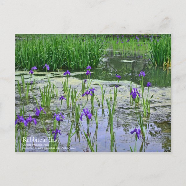 Rabbitear Iris：Postcard Postcard (Front)