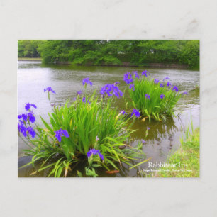Rabbitear Iris：Postcard Postcard