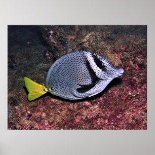 Rabbitfish Poster