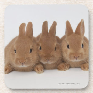 Rabbits.Netherland Dwarfs. Coaster