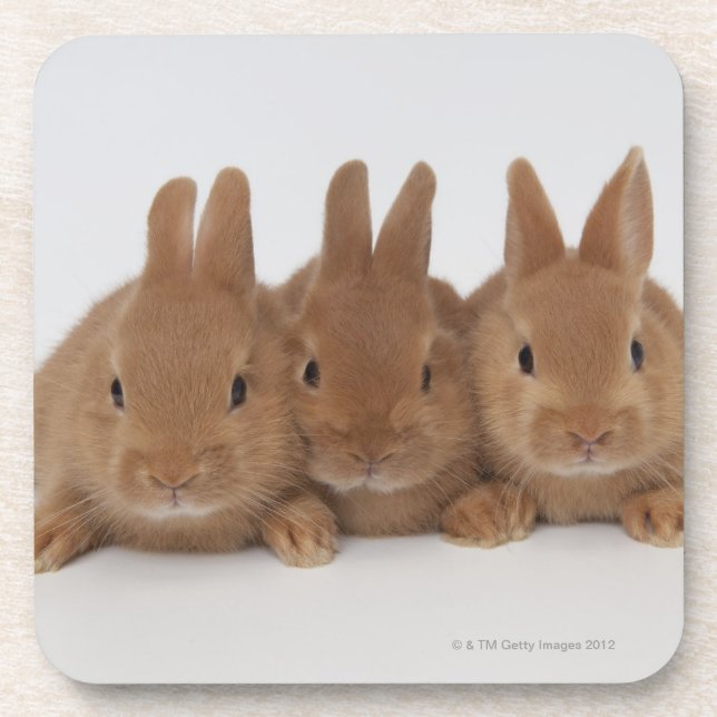 Rabbits.Netherland Dwarfs. Coaster (Front)