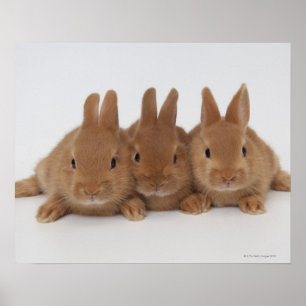 Rabbits.Netherland Dwarfs. Poster