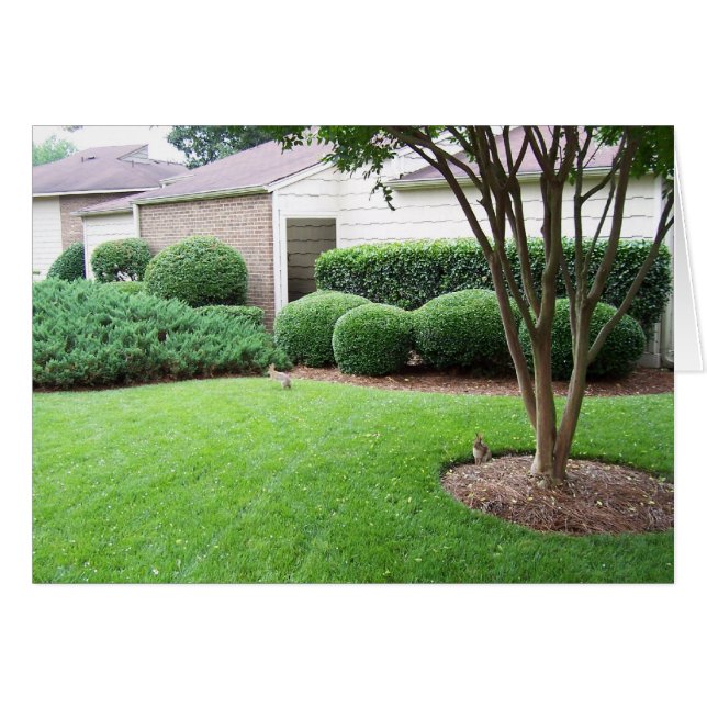 Rabbits playing on lawn (Front Horizontal)