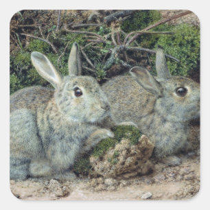 Rabbits Square Sticker