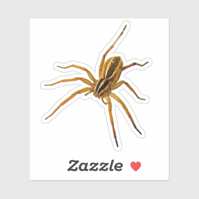 Rabid Wolf Spider (Rabidosa rabida) (Sheet)
