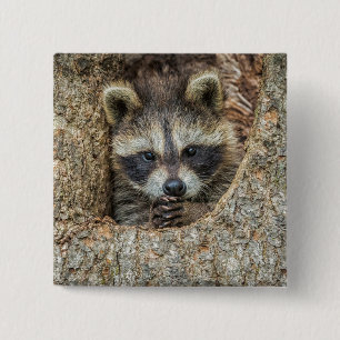 Raccon Nestled Inside a Tree Hollow 15 Cm Square Badge