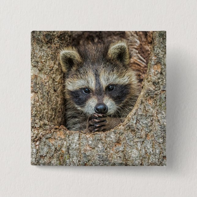 Raccon Nestled Inside a Tree Hollow 15 Cm Square Badge (Front)