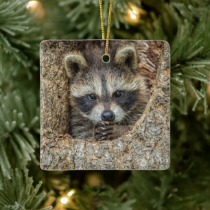Raccon Nestled Inside a Tree Hollow Ceramic Ornament