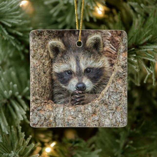 Raccon Nestled Inside a Tree Hollow Ceramic Ornament (Tree)
