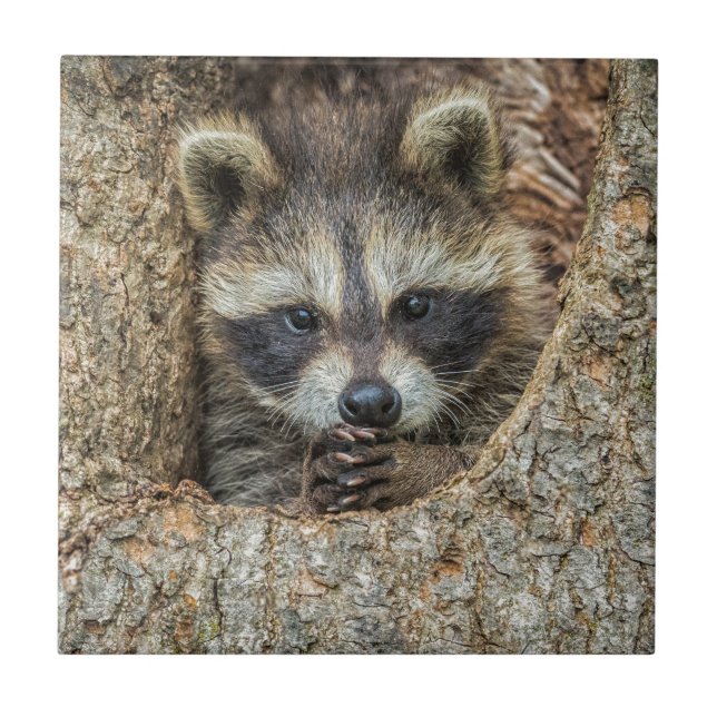 Raccon Nestled Inside a Tree Hollow Ceramic Tile (Front)