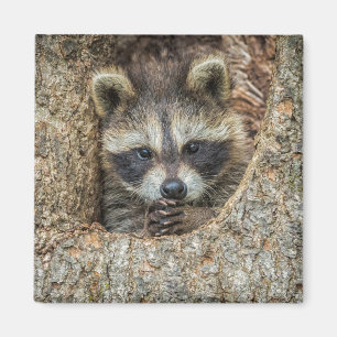 Raccon Nestled Inside a Tree Hollow Magnet