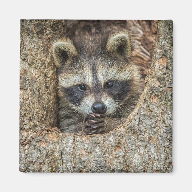 Raccon Nestled Inside a Tree Hollow Magnet (Front)