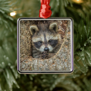 Raccon Nestled Inside a Tree Hollow Metal Ornament